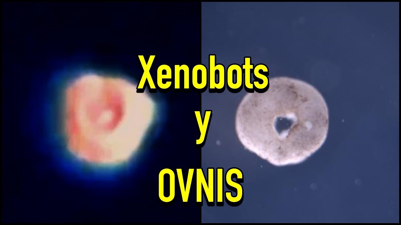 ¿Son los Xenobots de hoy OVNIS de nuestro futuro?